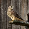 Turmfalke (Falco tinnunculus) Jungvogel