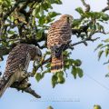Turmfalke (Falco tinnunculus) Jungvögel
