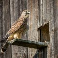 Turmfalke (Falco tinnunculus) Jungvogel