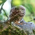 Steinkauz (Athene noctua) Jungvogel