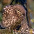 Steinkauz (Athene noctua) Jungvogel