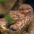 Steinkauz (Athene noctua) Jungvögel