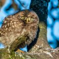 Steinkauz (Athene noctua) Jungvogel