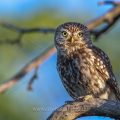 Steinkauz (Athene noctua)
