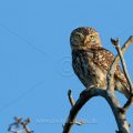 Steinkauz (Athene noctua)