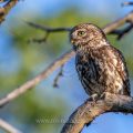 Steinkauz (Athene noctua)