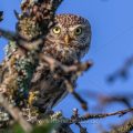 Steinkauz (Athene noctua)