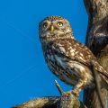 Steinkauz (Athene noctua)