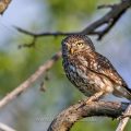 Steinkauz (Athene noctua)