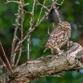 Steinkauz (Athene noctua)