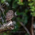 Steinkauz (Athene noctua)