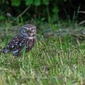 Steinkauz (Athene noctua)