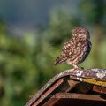 Steinkauz (Athene noctua)