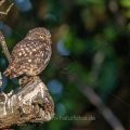 Steinkauz (Athene noctua)