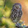 Steinkauz (Athene noctua)