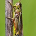 Sumpfschrecke (Stethophyma grossum) Männchen