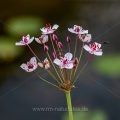 Schwanenblume (Butomus umbellatus), Stacking aus 13 Bildern