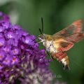 Hummelschwärmer (Hemaris fuciformis)