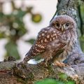 Steinkauz (Athene noctua) Jungvogel