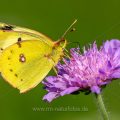 Goldene Acht, Postillion (Colias hyale)
