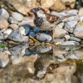 Haussperling (Passer domesticus) Männchen