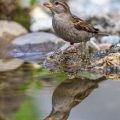 Haussperling (Passer domesticus) Weibchen