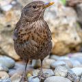 Amsel (Turdus merula) Weibchen