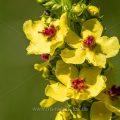 Schwarze Königskerze (Verbascum nigrum)