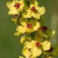 Schwarze Königskerze (Verbascum nigrum)