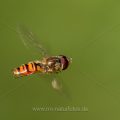 Hainschwebfliege (Episyrphus balteatus)