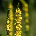 Schwarze Königskerze (Verbascum nigrum)