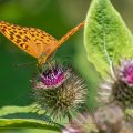 Kaisermantel (Argynnis paphia) Weibchen