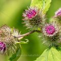 Große Klette (Arctium lappa)