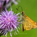Braunkolbiger Braun-Dickkopffalter (Thymelicus sylvestris)