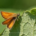 Braunkolbiger Braun-Dickkopffalter (Thymelicus sylvestris)