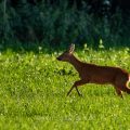Reh (Capreolus capreolus)