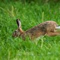 Feldhase (Lepus europaeus)