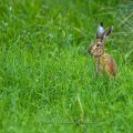 Feldhase (Lepus europaeus)