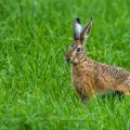 Feldhase (Lepus europaeus)