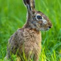 Feldhase (Lepus europaeus)