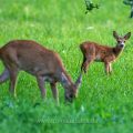 Reh (Capreolus capreolus) mit Kitz