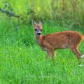 Rehkitz (Capreolus capreolus)
