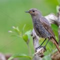 Hausrotschwanz (Phoenicurus ochruros) Weibchen