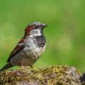 Haussperling (Passer domesticus) Männchen