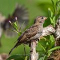 Haussperling (Passer domesticus) Jugendlich