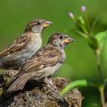 Haussperling (Passer domesticus) Jugendlich