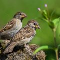 Haussperling (Passer domesticus) Jugendlich