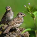 Haussperling (Passer domesticus) Jugendlich