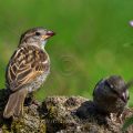 Haussperling (Passer domesticus) Jugendlich