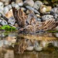 Haussperling (Passer domesticus) Jugendlich